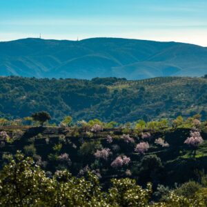 Almond Blossom, Sunshine and Beautiful Landscapes in Andalucía